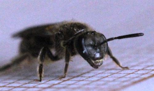 Lasioglossum sp.